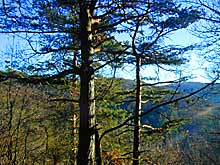 Rotweinwanderweg